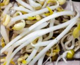 Bean Sprouts Fresh fruit vegetables home delivery Caboolture Bribie Island Burpengary Morayfield Beachmere Sandstone Point Toorbul Ningi Banksia Beach Bellara White patch Bongaree